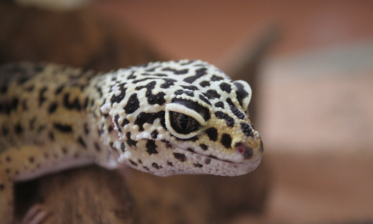 Can Leopard Geckos Get Too Much Calcium?