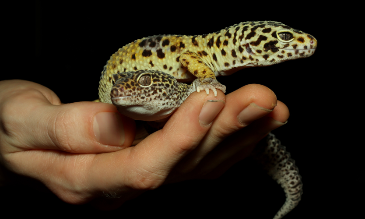 Can Mealworms Kill A Leopard Gecko?