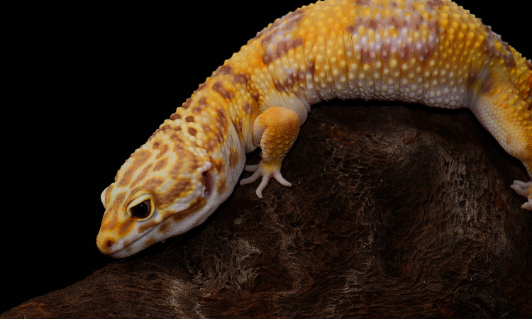 Can My Leopard Gecko Eat Mealworm Beetles?