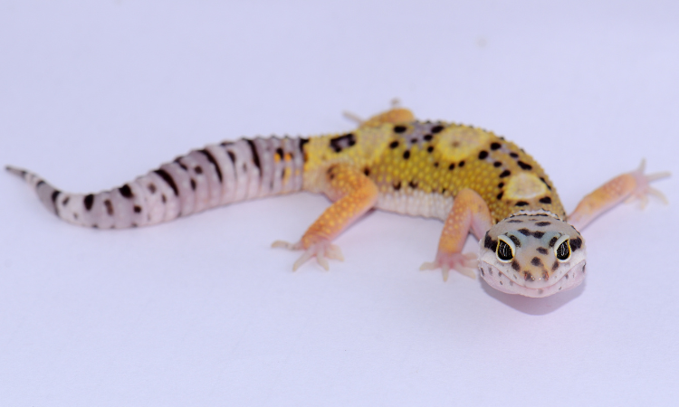 Can You Let A Gecko Run Around Your House?