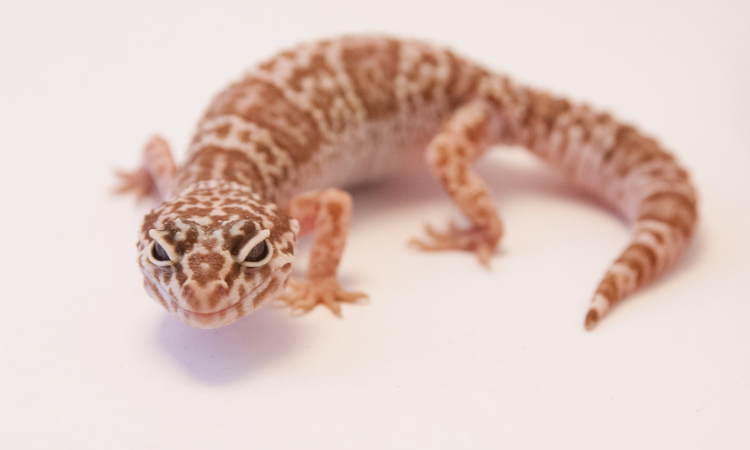 Can You Force Feed A Gecko?