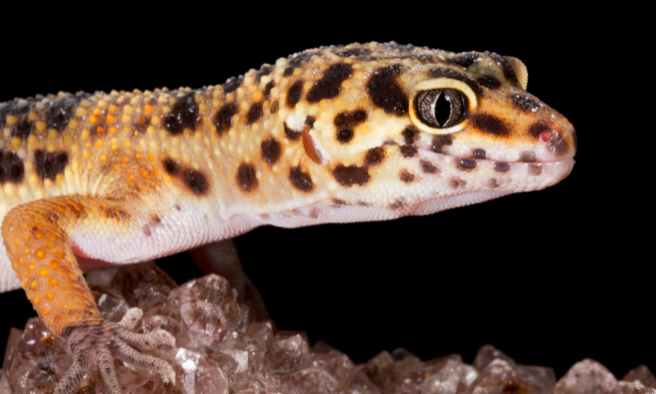 Can You Leave Mealworms In Leopard Gecko Tank