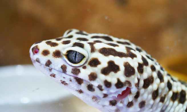 Can You Leave Mealworms In Leopard Gecko Tank