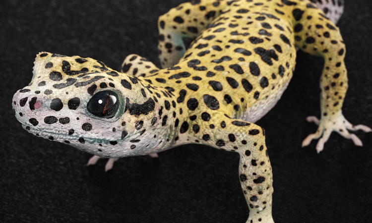 Can You Travel With A Leopard Gecko?