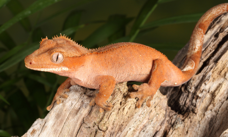 Can You Use A Fogger For Crested Gecko?