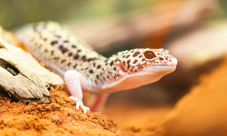 Can You Use Aspen Bedding For Leopard Geckos?