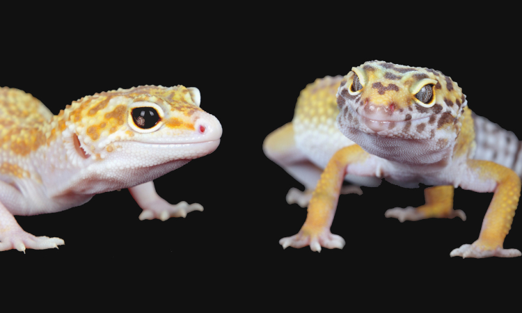 Can You Use Repti Bark For Leopard Geckos?