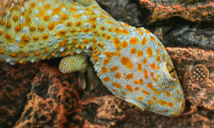 Can You Use Reptisoil For Leopard Geckos?