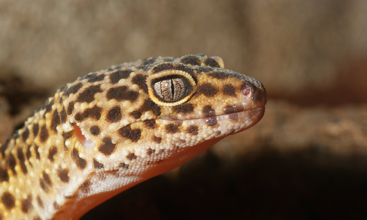 Can You Use Terramycin On Leopard Geckos?