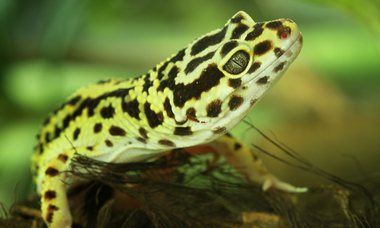 Do Geckos Carry Disease?