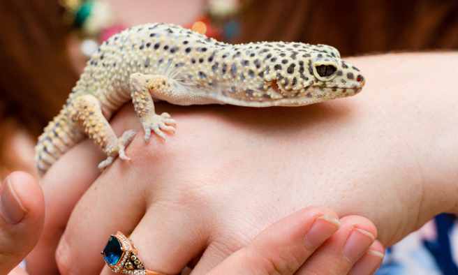 Do Geckos Like To Be Held 