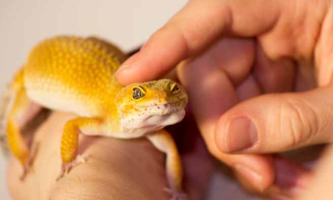 Do Geckos Like To Be Held 