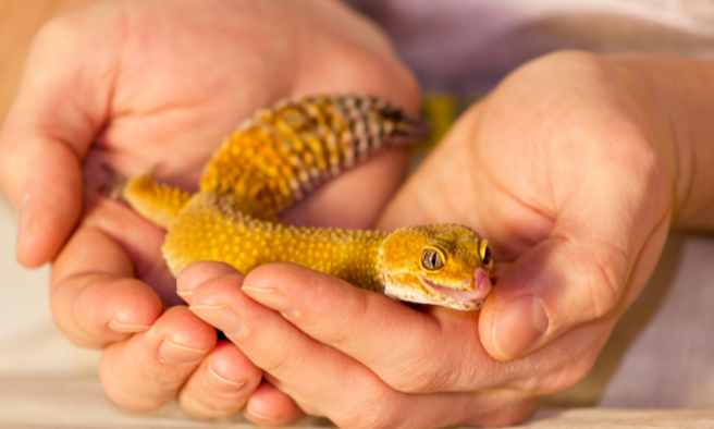 Do Geckos Like To Be Held