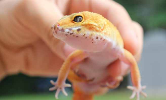 Do Geckos Like To Be Held 