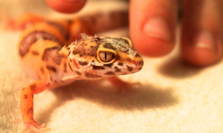 Does A Leopard Gecko Bite Hurt?