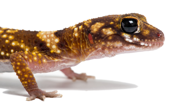 Does Second-Hand Smoke Hurt A Gecko?
