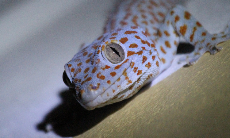 Everything You Need For A Leopard Gecko?