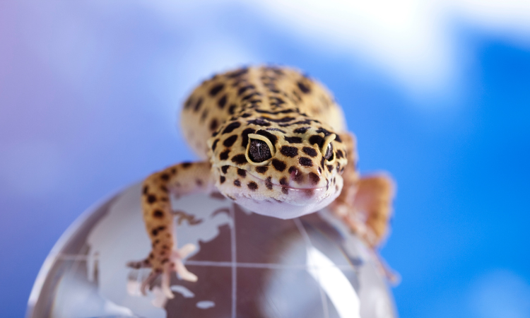 How Big Does A Tank Need To Be For A Leopard Gecko?