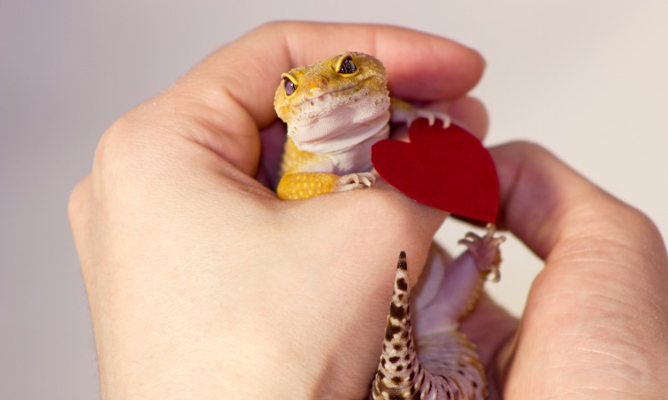 How Can You Tell If A Gecko Is Stressed?