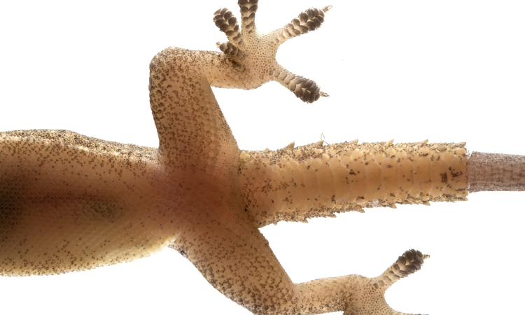 How Do Gecko Feet Work?