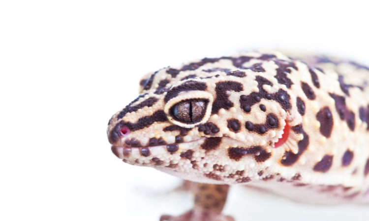 How Long Can A Gecko Go Without Eating?
