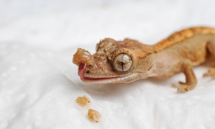How Long Can Geckos Go Without Oxygen?