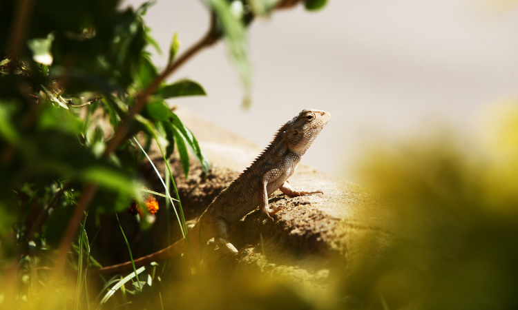 How Much Do Geckos Cost At Petco?