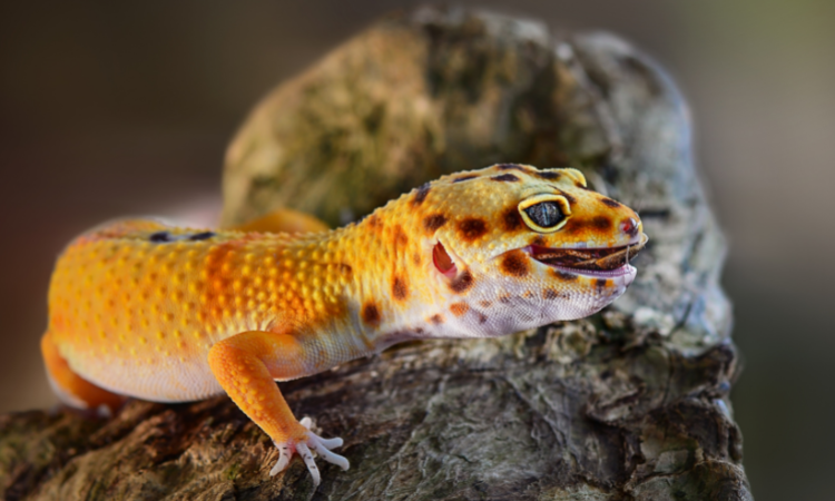 How Much Does Gecko Surgery Cost?