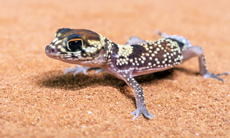 How Old Are Leopard Geckos At PetSmart? - Geckopedia