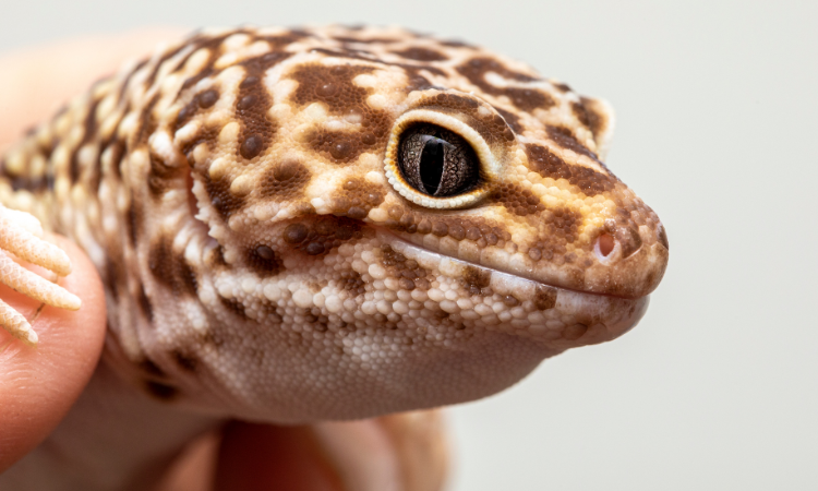 How Old Are Leopard Geckos At Petsmart?