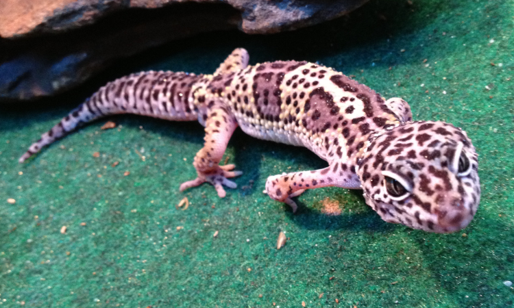 How Old Are Leopard Geckos At PetSmart? - Geckopedia