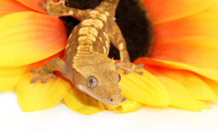 How Old Is The Oldest Crested Gecko?