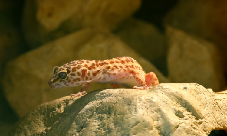 How hot Is Too Hot For A Leopard Gecko Tank?