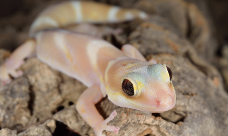 What Geckos Can Live With Tree Frogs?