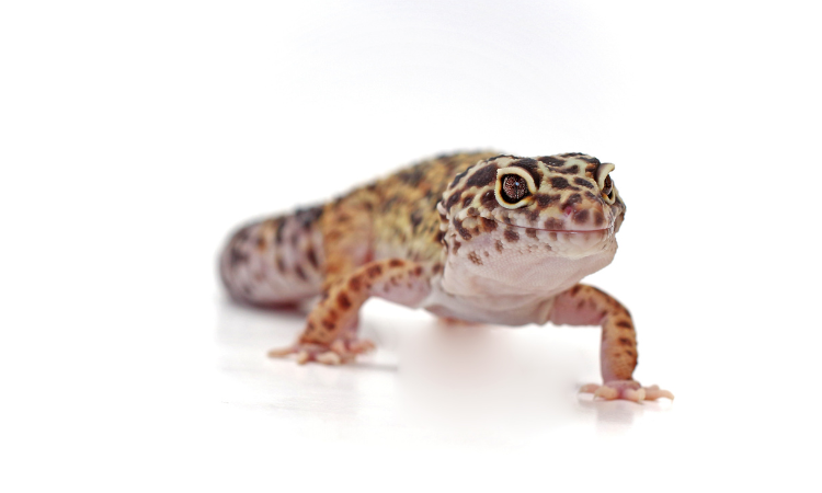 What To Do With A Dead Leopard Gecko?