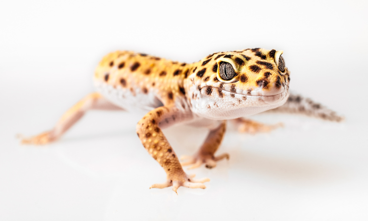 Where Can I Sell My Leopard Gecko?