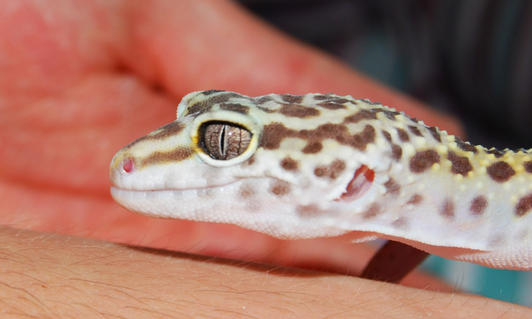 Where Does PetSmart Get Their Leopard Geckos? - Geckopedia