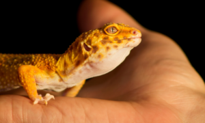 Where Does PetSmart Get Their Leopard Geckos? - Geckopedia