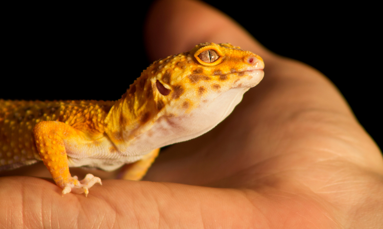 Where Does Petsmart Get Their Leopard Geckos?