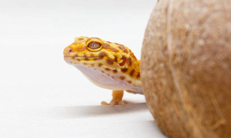 Where Does PetSmart Get Their Leopard Geckos? - Geckopedia