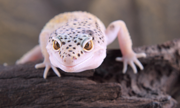 Why Are Geckos So Expensive?