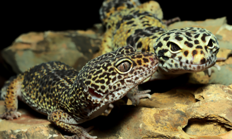 Why Does My Leopard Gecko Close One Eye?