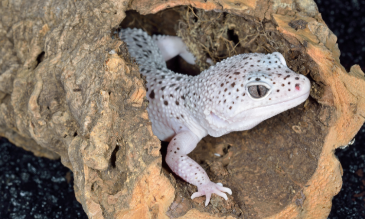 Will A Bearded Dragon Eat A Leopard Gecko?