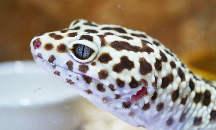 Will A Leopard Gecko Starve Itself?
