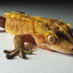 Are Crested Geckos Good For Beginner Owners?