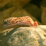 Are Leopard Geckos Social With Humans?
