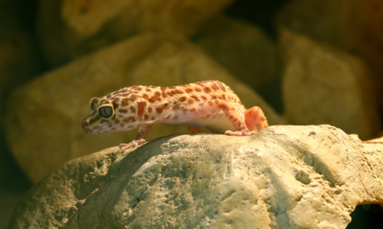 Are Leopard Geckos Social With Humans?