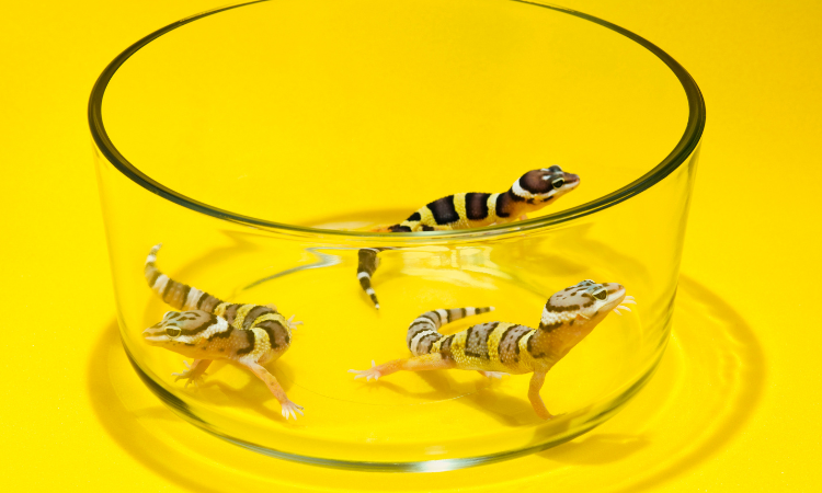 Common Mistakes New Leopard Gecko Owners Make