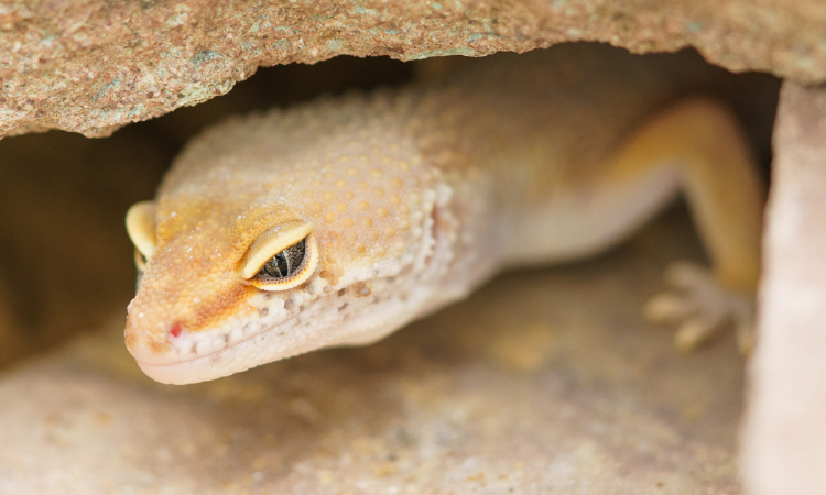 How Do You Take Care Of A Gecko At Home? - Geckopedia