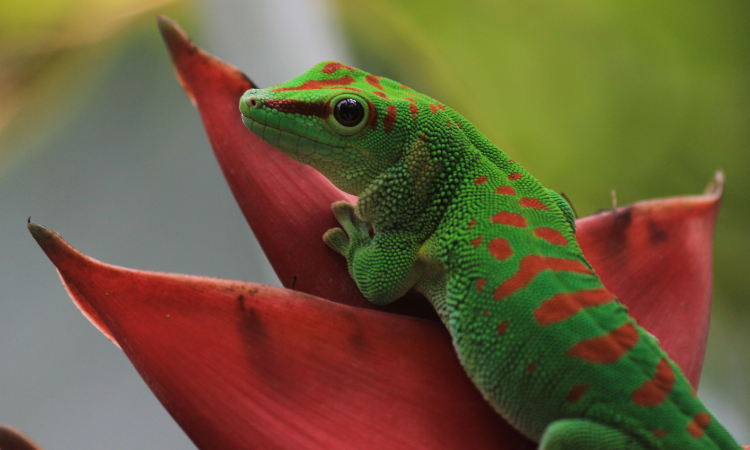 What Things Are Toxic To Leopard Geckos? - Geckopedia